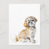 Shih Tzu Dog Briefkaart (Voorkant)