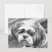 SHIH TZU DOG BRIEFKAART (Voorkant / Achterkant)