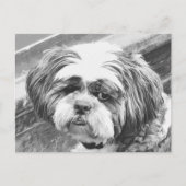 SHIH TZU DOG BRIEFKAART (Voorkant)