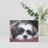 Shih Tzu Dog Briefkaart (Staand voorkant)