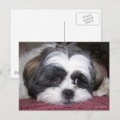 Shih Tzu Dog Briefkaart (Voorkant / Achterkant)