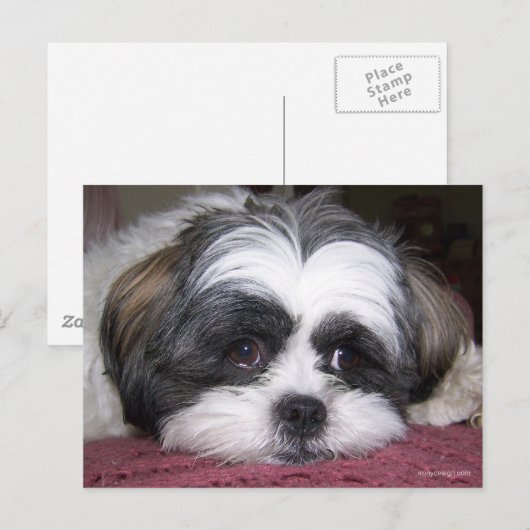 Shih Tzu Dog Briefkaart (Voorkant / Achterkant)