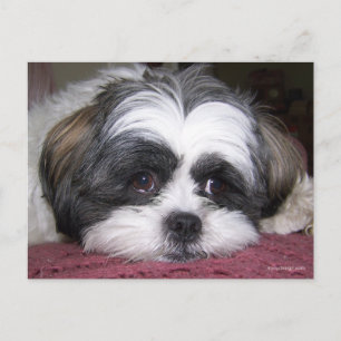 Shih Tzu Dog Briefkaart
