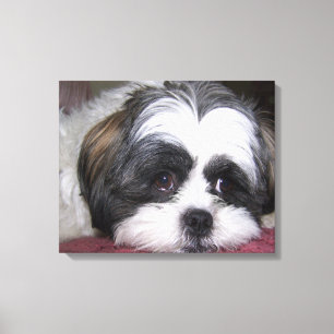 Shih Tzu Dog Canvas Afdruk
