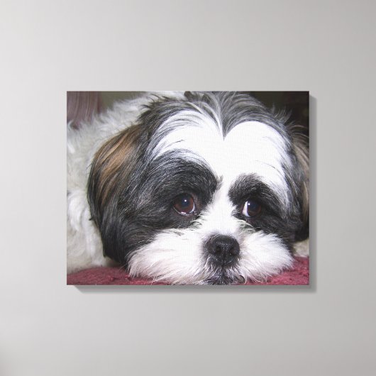 Shih Tzu Dog Canvas Afdruk (Voorkant)
