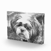 SHIH TZU DOG FOTOBLOKKEN (Rechts)