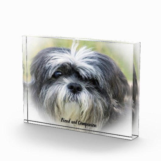 Shih Tzu Dog. Fotoblokken (Rechts)