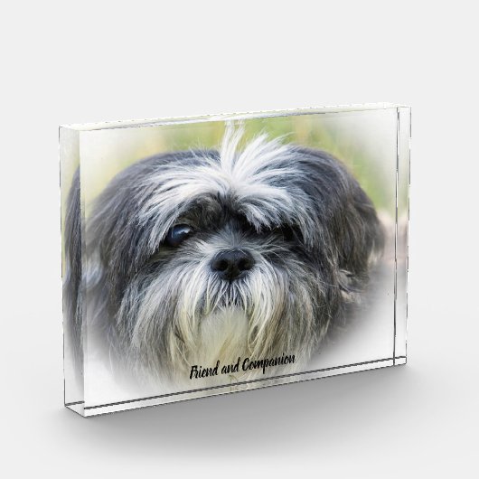 Shih Tzu Dog. Fotoblokken (Links)
