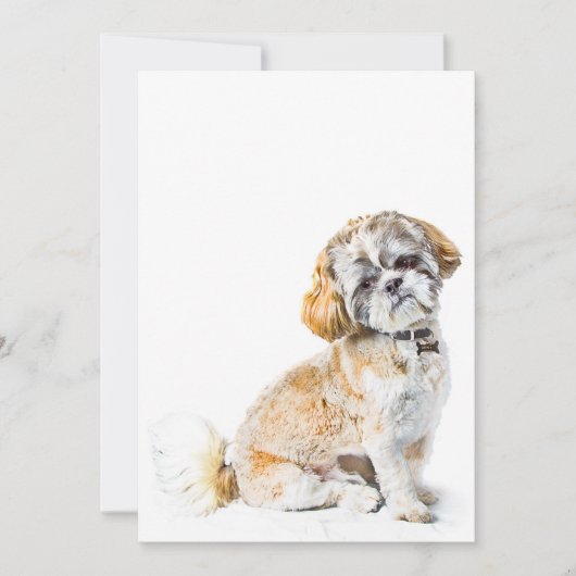 Shih Tzu Dog Invitation Kaart (Voorkant)