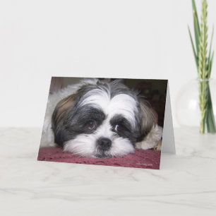 Shih Tzu Dog Kaart