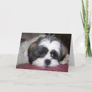 Shih Tzu Dog Kaart