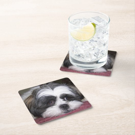 Shih Tzu Dog Kartonnen Onderzetters (Insitu)