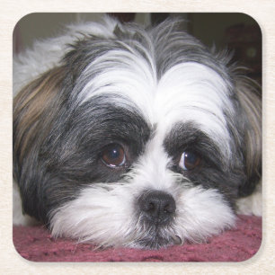 Shih Tzu Dog Kartonnen Onderzetters