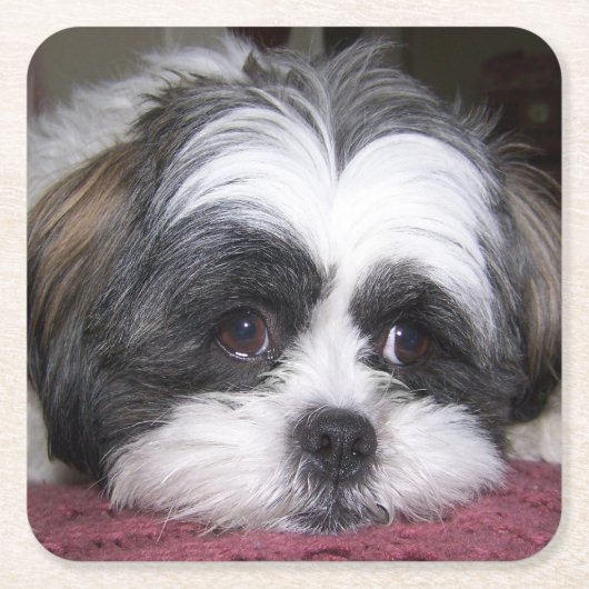 Shih Tzu Dog Kartonnen Onderzetters (Voorkant)