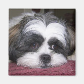 Shih Tzu Dog Magneet (Voorkant)
