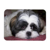 Shih Tzu Dog Magneet (Horizontaal)