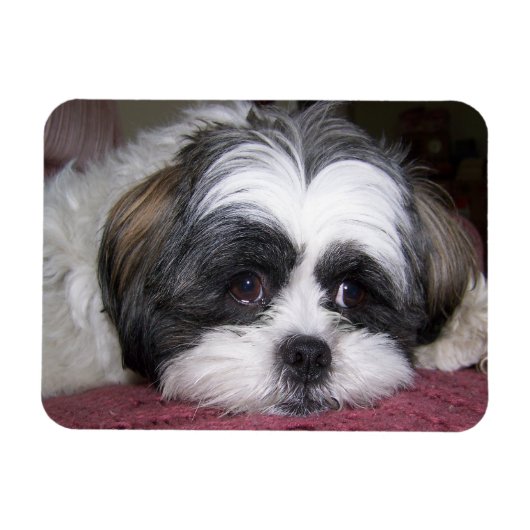 Shih Tzu Dog Magneet (Horizontaal)
