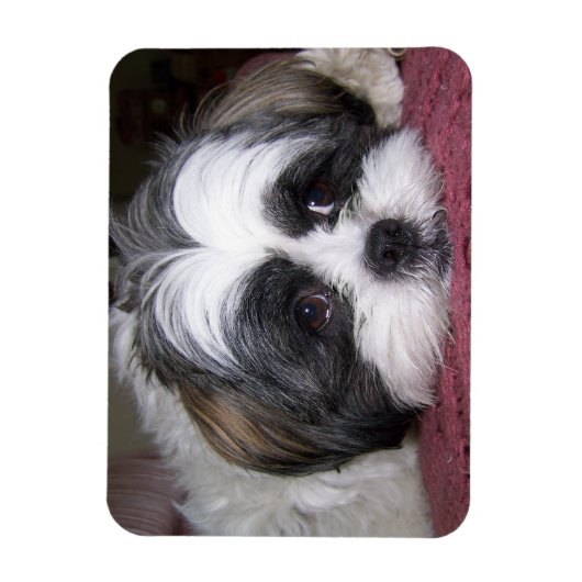 Shih Tzu Dog Magneet (Verticaal)