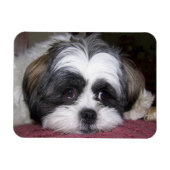 Shih Tzu Dog Magneet (Horizontaal)