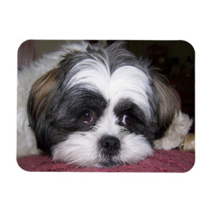 Shih Tzu Dog Magneet