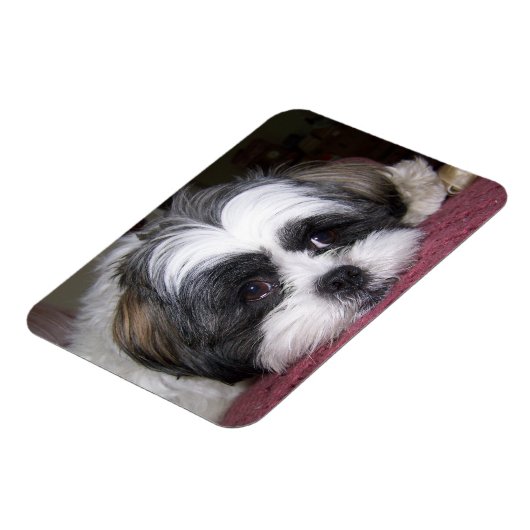 Shih Tzu Dog Magneet (Linkerzijde)