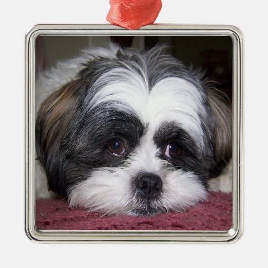 Shih Tzu Dog Metalen Ornament (Voorkant)