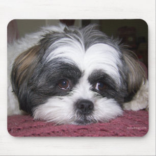 Shih Tzu Dog Muismat