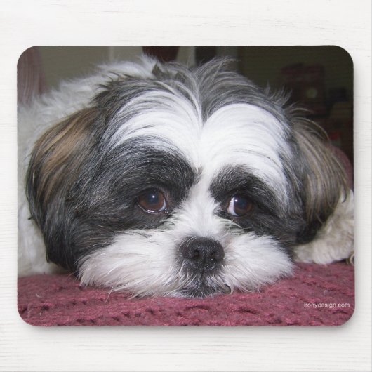 Shih Tzu Dog Muismat (Voorkant)