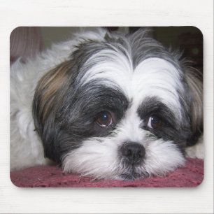 Shih Tzu Dog Muismat