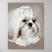 Shih Tzu Dog Portret Poster (Voorkant)