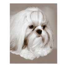 Shih Tzu Dog Portret