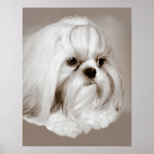 Shih Tzu Dog Portret Poster (Voorkant)