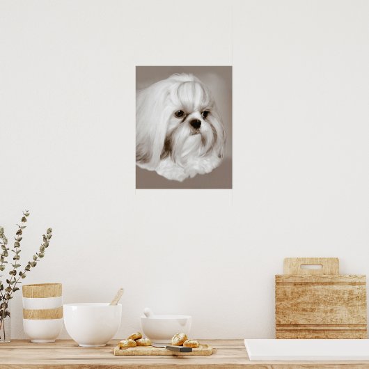 Shih Tzu Dog Portret Poster (Keuken)