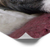 Shih Tzu Dog Poster (Hoek)