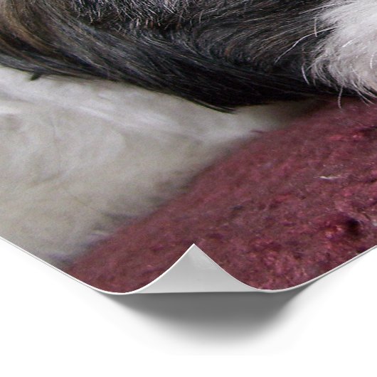 Shih Tzu Dog Poster (Hoek)