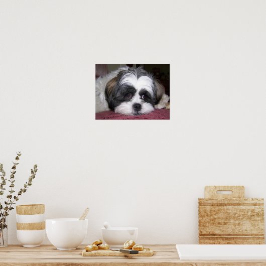 Shih Tzu Dog Poster (Keuken)