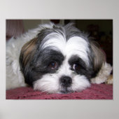 Shih Tzu Dog Poster (Voorkant)