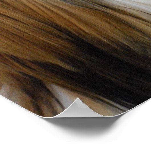 Shih Tzu Dog Poster (Hoek)