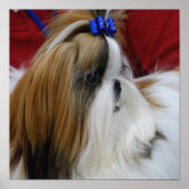 Shih Tzu Dog Poster (Voorkant)