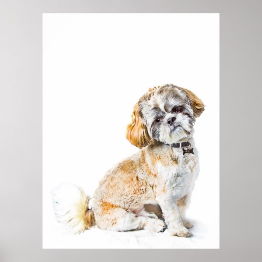 Shih Tzu Dog Poster/Print Poster (Voorkant)
