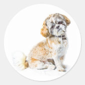 Shih Tzu Dog Stickers (Voorkant)