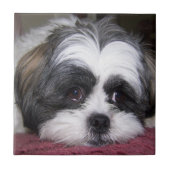 Shih Tzu Dog Tegeltje (Voorkant)