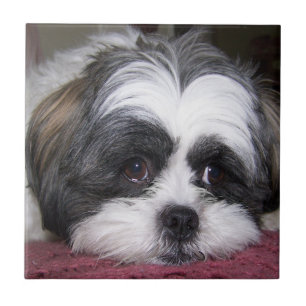 Shih Tzu Dog Tegeltje