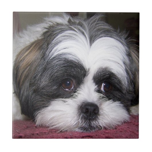Shih Tzu Dog Tegeltje (Voorkant)