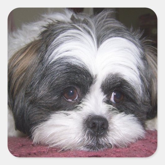 Shih Tzu Dog Vierkante Sticker (Voorkant)