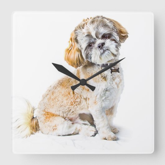 Shih Tzu Dog Wall klok (Voorkant)
