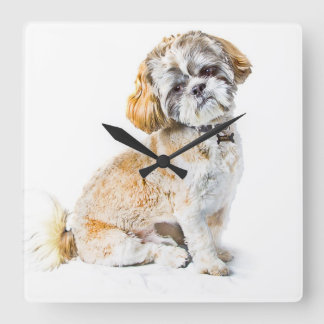 Shih Tzu Dog Wall klok