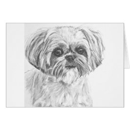 Shih Tzu Drawing