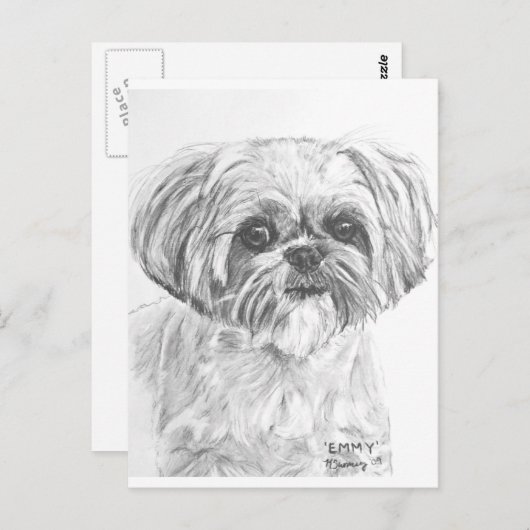 Shih Tzu Drawing Briefkaart (Voorkant / Achterkant)