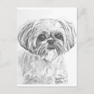 Shih Tzu Drawing Briefkaart